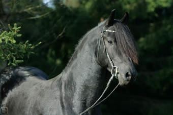 Maugli